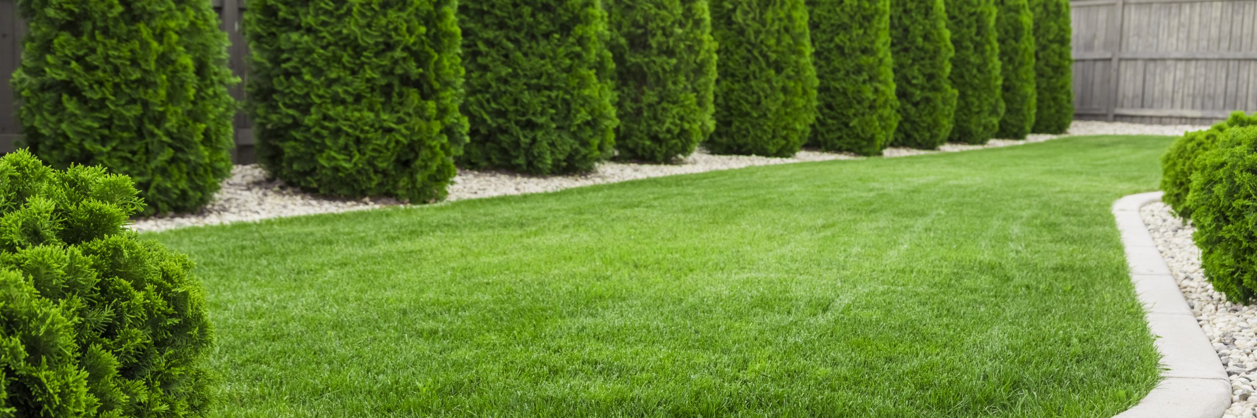 natural green grass